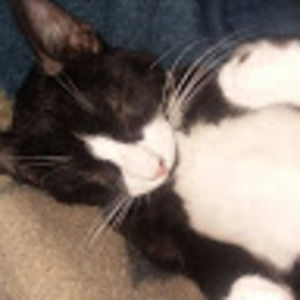 Meet your Posher, Kyra